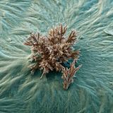 Fotoshow: Die wundersame Welt der Biominerale - Bild 5