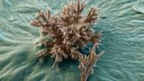 Fotoshow: Die wundersame Welt der Biominerale - Bild 5
