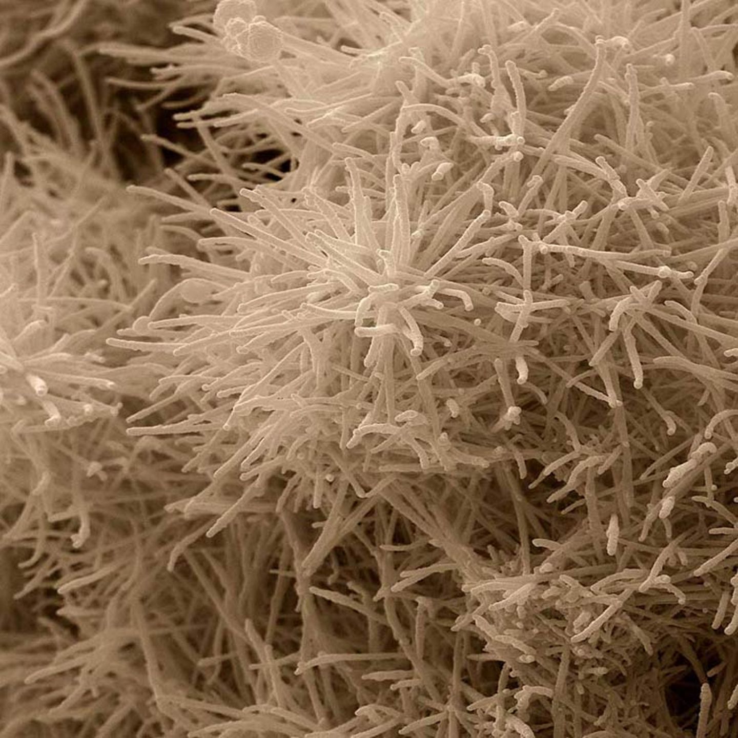Fotoshow: Die wundersame Welt der Biominerale - Bild 6