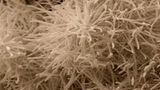 Fotoshow: Die wundersame Welt der Biominerale - Bild 6
