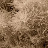 Fotoshow: Die wundersame Welt der Biominerale - Bild 6