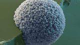 Fotoshow: Die wundersame Welt der Biominerale - Bild 8
