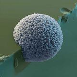 Fotoshow: Die wundersame Welt der Biominerale - Bild 8