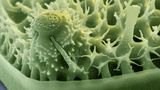 Fotoshow: Die wundersame Welt der Biominerale - Bild 9