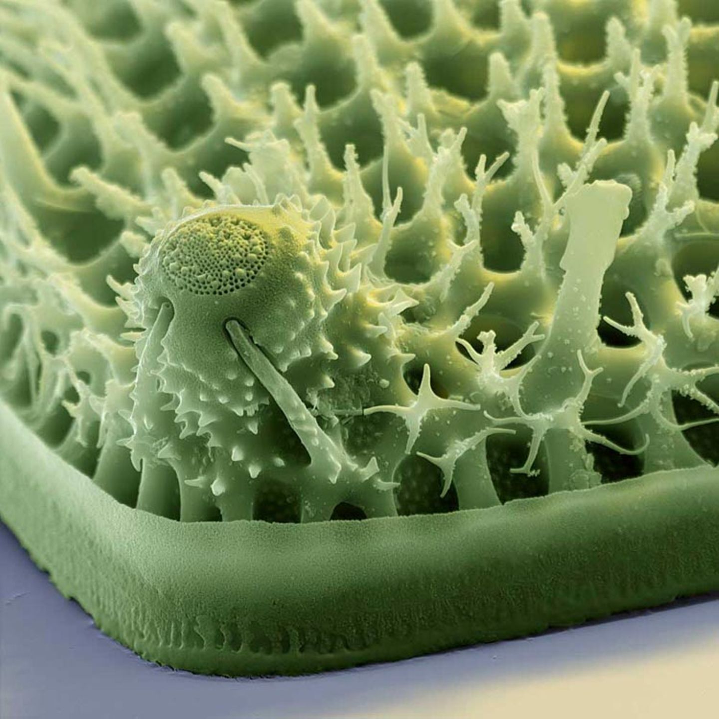 Fotoshow: Die wundersame Welt der Biominerale - Bild 9