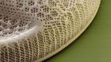 Fotoshow: Die wundersame Welt der Biominerale - Bild 12
