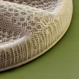 Fotoshow: Die wundersame Welt der Biominerale - Bild 12