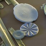 Fotoshow: Die wundersame Welt der Biominerale - Bild 13