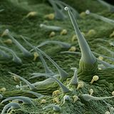 Fotoshow: Die wundersame Welt der Biominerale - Bild 15