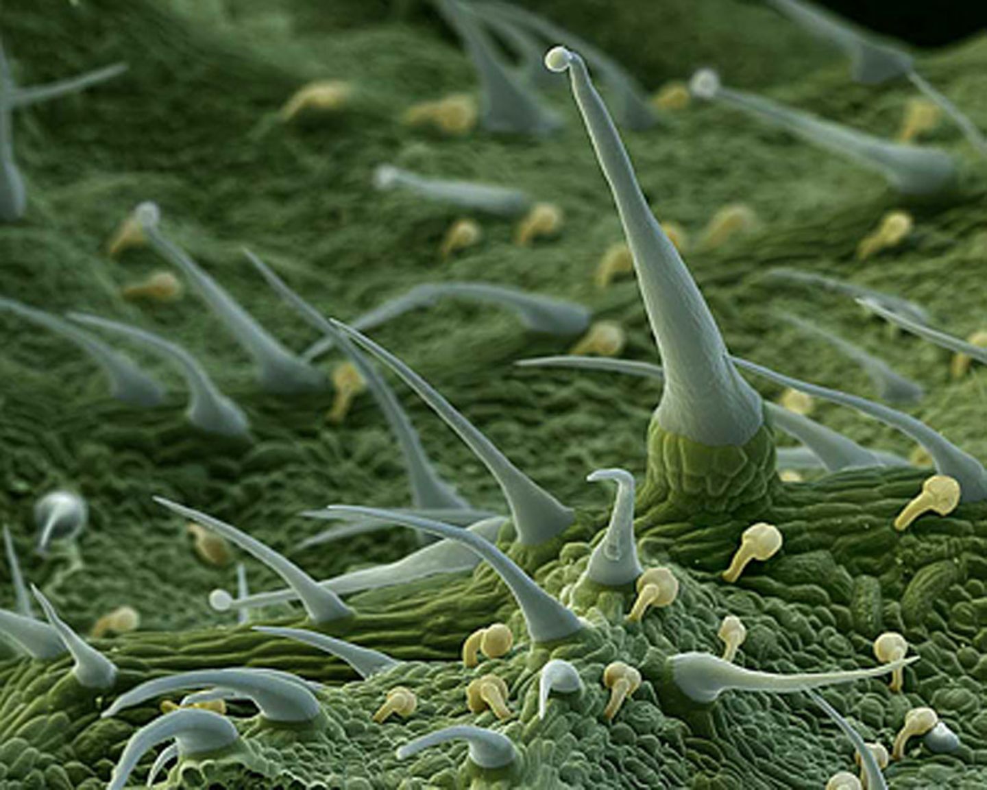 Fotoshow: Die wundersame Welt der Biominerale - Bild 15