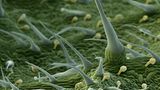 Fotoshow: Die wundersame Welt der Biominerale - Bild 15
