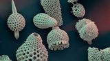 Fotoshow: Die wundersame Welt der Biominerale - Bild 16