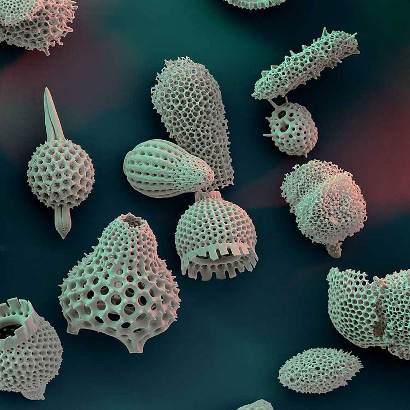 Fotoshow: Die wundersame Welt der Biominerale - Bild 16