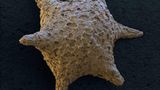Fotoshow: Die wundersame Welt der Biominerale - Bild 17