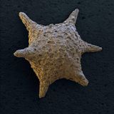 Fotoshow: Die wundersame Welt der Biominerale - Bild 17