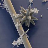 Fotoshow: Die wundersame Welt der Biominerale - Bild 18