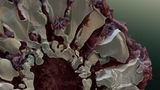 Fotoshow: Die wundersame Welt der Biominerale - Bild 20