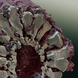 Fotoshow: Die wundersame Welt der Biominerale - Bild 20