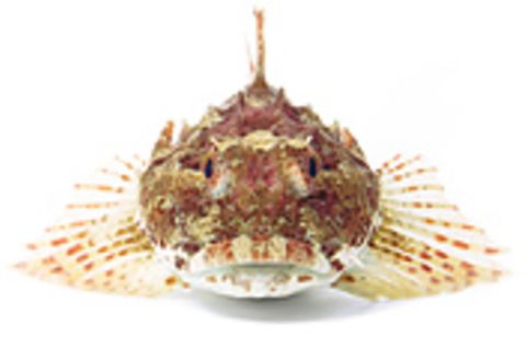 Fotogalerie: Kreaturen der Nordsee