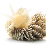 Fotogalerie: Kreaturen der Nordsee - Bild 8