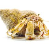 Fotogalerie: Kreaturen der Nordsee - Bild 13