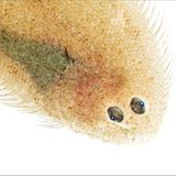 Fotogalerie: Kreaturen der Nordsee - Bild 14