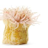 Fotogalerie: Kreaturen der Nordsee - Bild 15