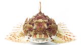 Fotoshow: Kreaturen der Nordsee