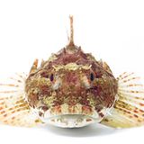 Fotoshow: Kreaturen der Nordsee