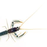 Fotoshow: Kreaturen der Nordsee - Bild 2