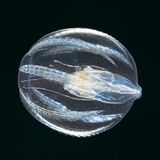 Fotoshow: Kreaturen der Nordsee - Bild 3