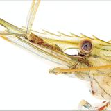 Fotoshow: Kreaturen der Nordsee - Bild 4