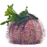 Fotoshow: Kreaturen der Nordsee - Bild 5