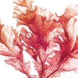 Fotoshow: Kreaturen der Nordsee - Bild 6