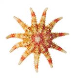 Fotoshow: Kreaturen der Nordsee - Bild 7