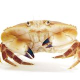 Fotoshow: Kreaturen der Nordsee - Bild 9