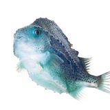 Fotoshow: Kreaturen der Nordsee - Bild 10