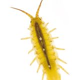 Fotoshow: Kreaturen der Nordsee - Bild 11