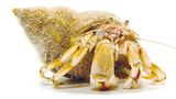 Fotoshow: Kreaturen der Nordsee - Bild 13