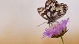 Das User-Bild des Tages - Oktober 2006 - Bild 3