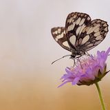 Das User-Bild des Tages - Oktober 2006 - Bild 3