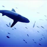 Das User-Bild des Tages - Oktober 2006 - Bild 21