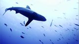 Das User-Bild des Tages - Oktober 2006 - Bild 21