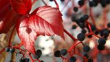 Das User-Bild des Tages - November 2006 - Bild 8