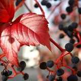 Das User-Bild des Tages - November 2006 - Bild 8