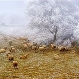 Das User-Bild des Tages - Dezember 2006 - Bild 9