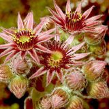 Das User-Bild des Tages - Dezember 2006 - Bild 10