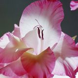 Das User-Bild des Tages - Dezember 2006 - Bild 17