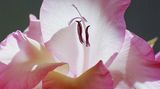 Das User-Bild des Tages - Dezember 2006 - Bild 17