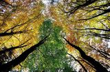 Das User-Bild des Tages - Dezember 2006 - Bild 19
